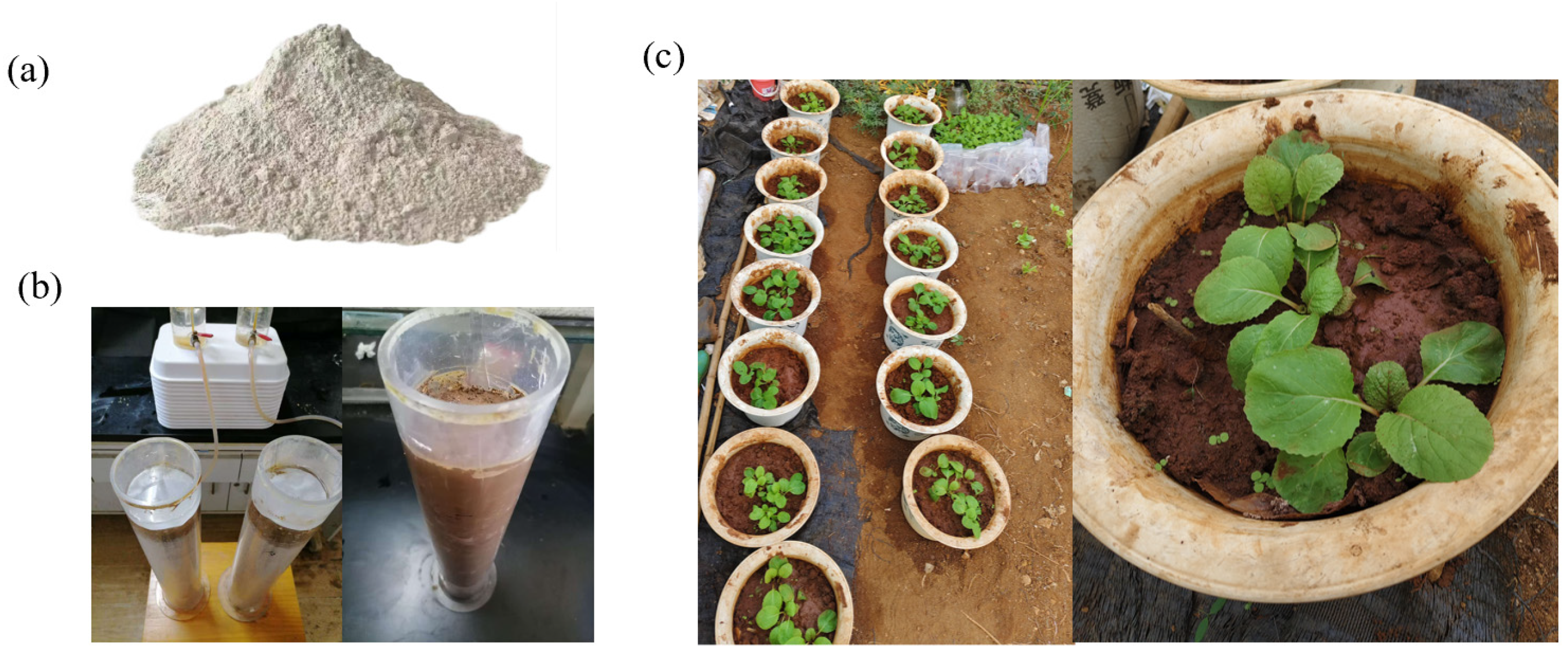 Agronomy 15 00035 g001