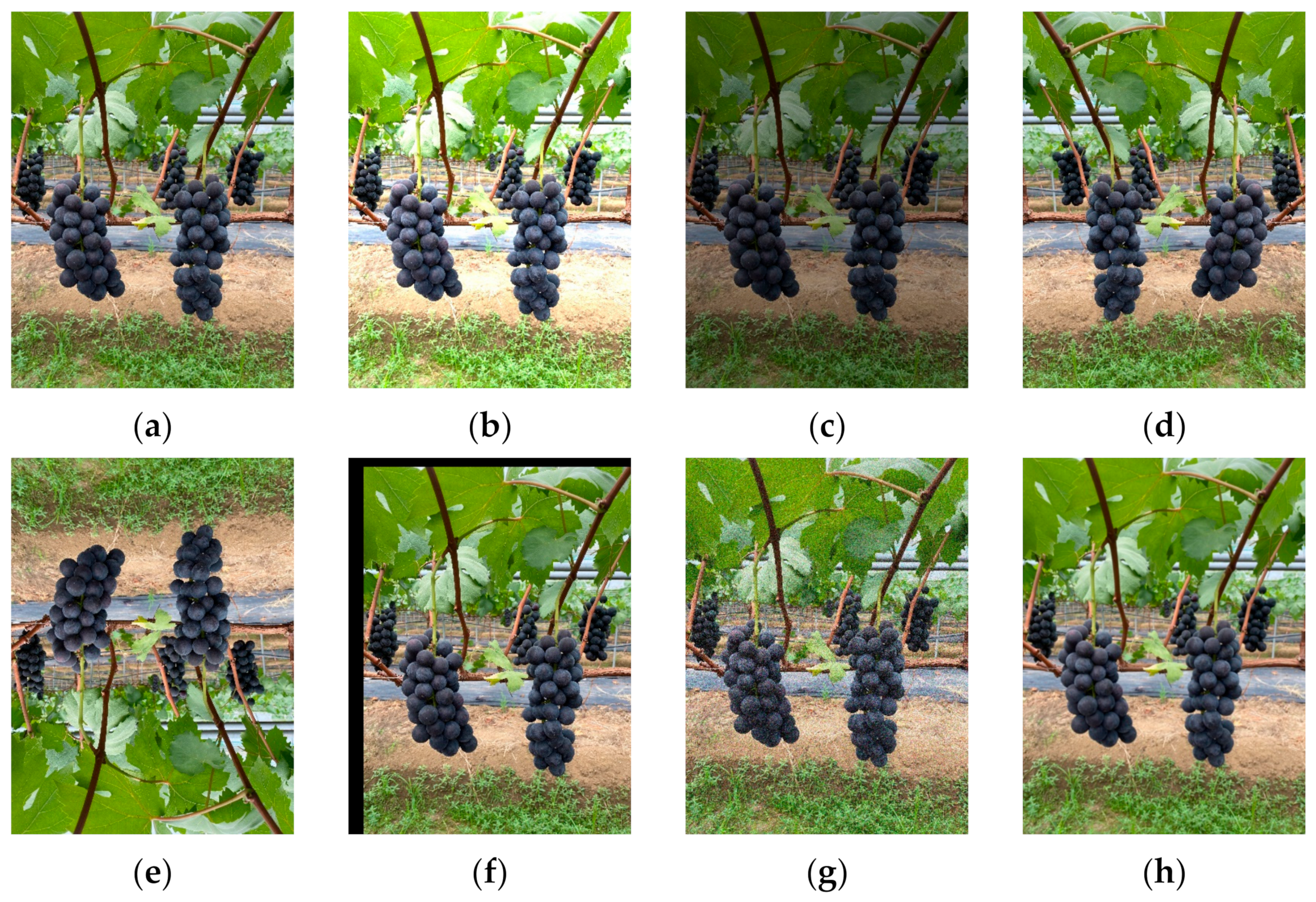 Agronomy 15 00042 g002