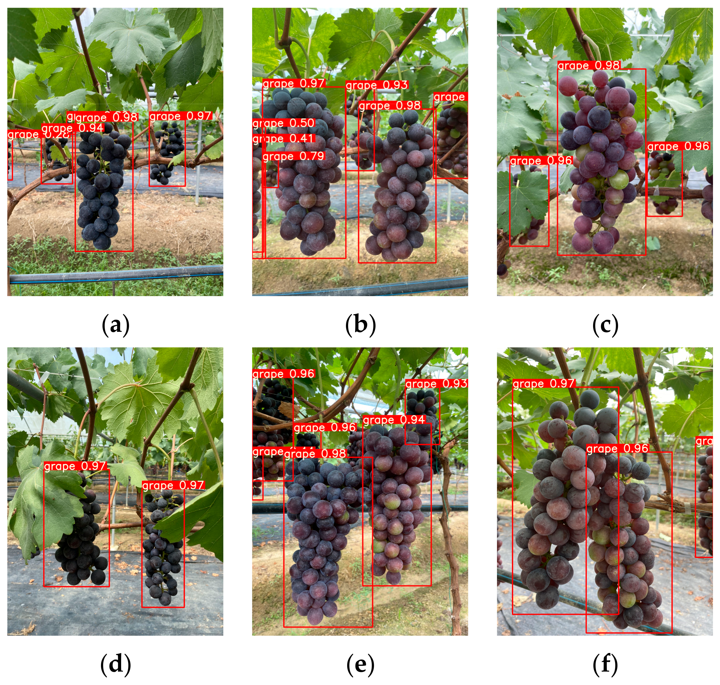 Agronomy 15 00042 g012