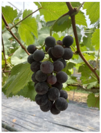 Agronomy 15 00042 i001