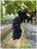 Agronomy 15 00042 i010