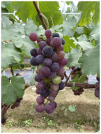 Agronomy 15 00042 i016