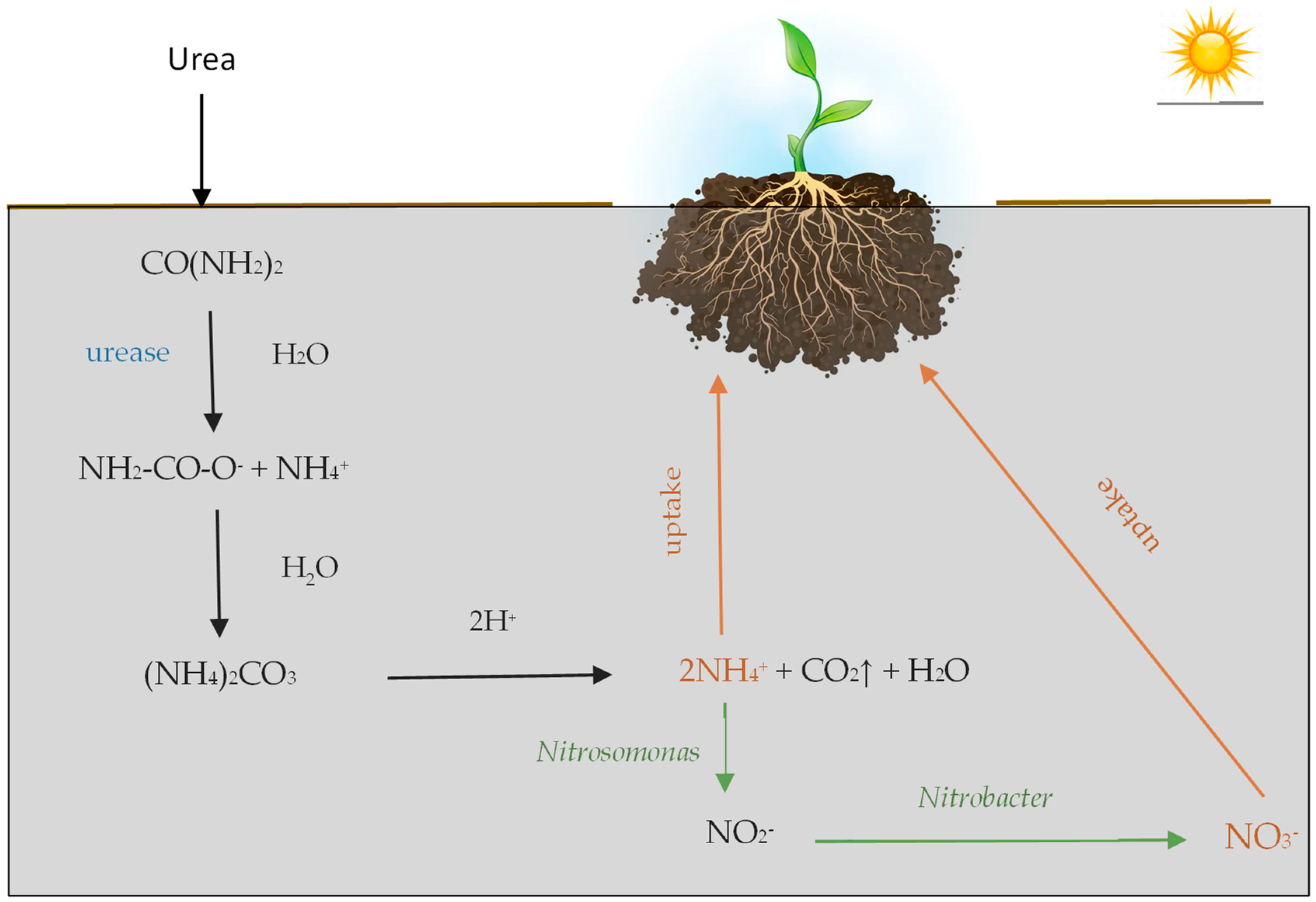 Agronomy 15 00049 g001