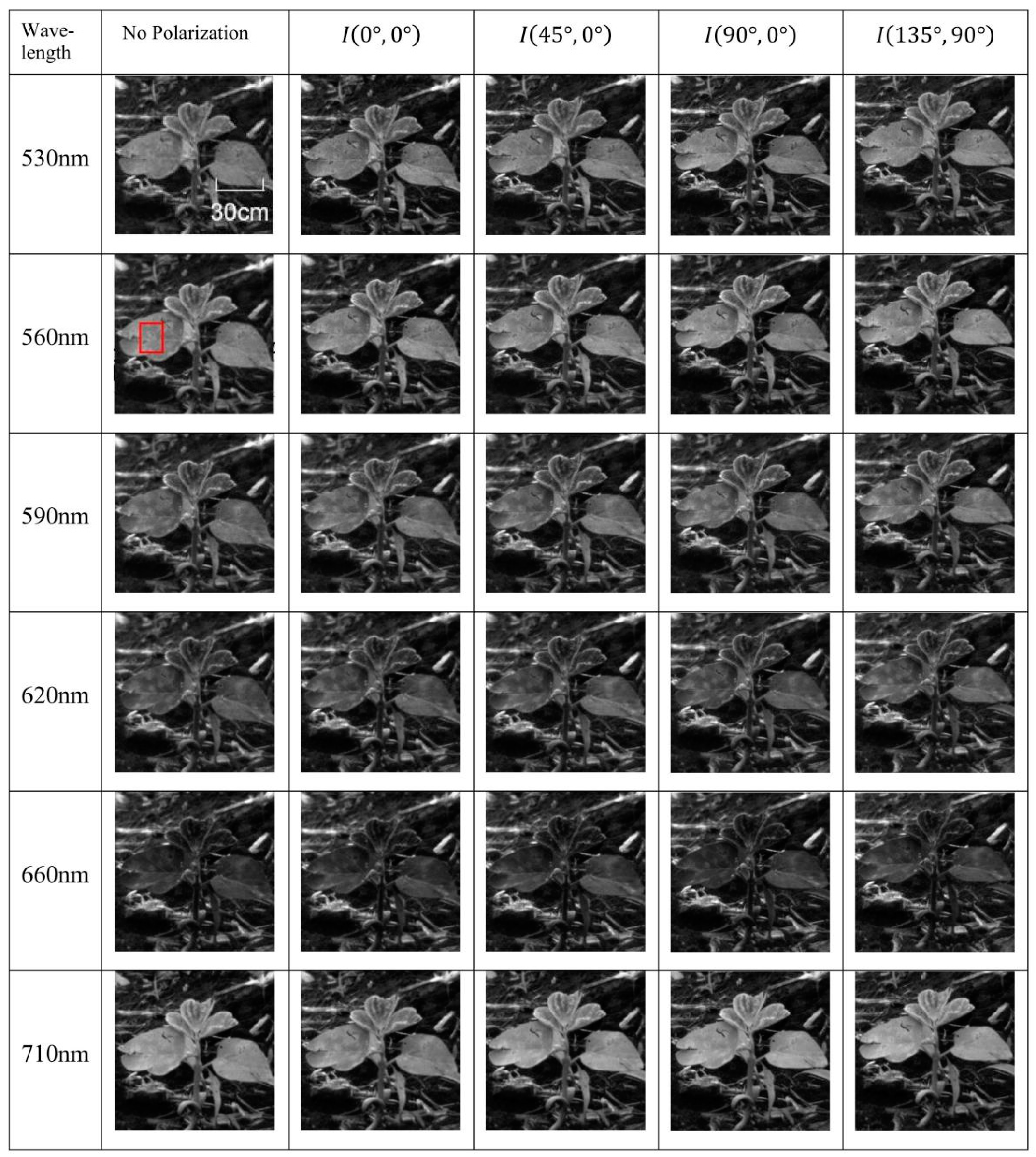 Agronomy 15 00050 g006