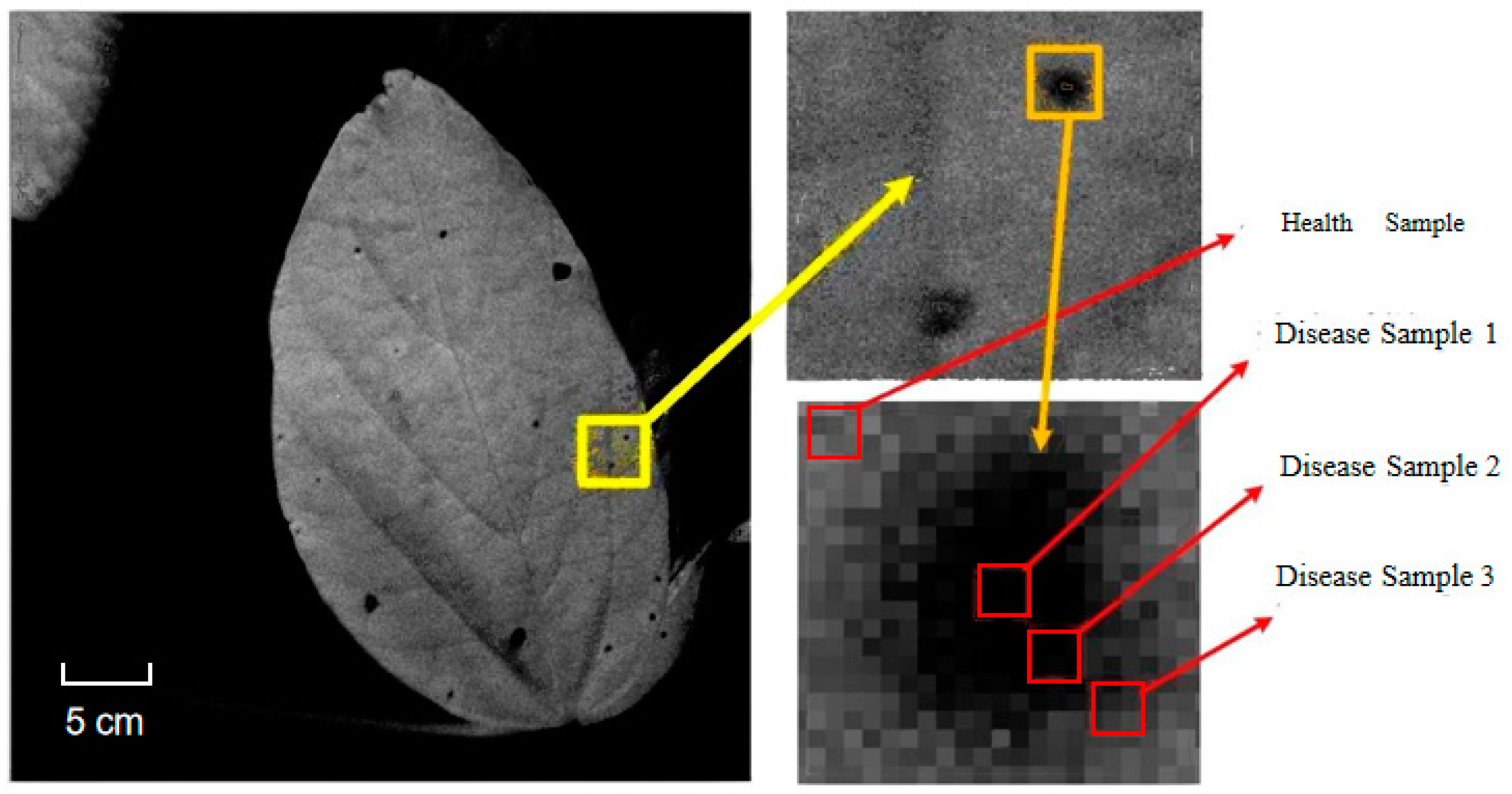 Agronomy 15 00050 g008
