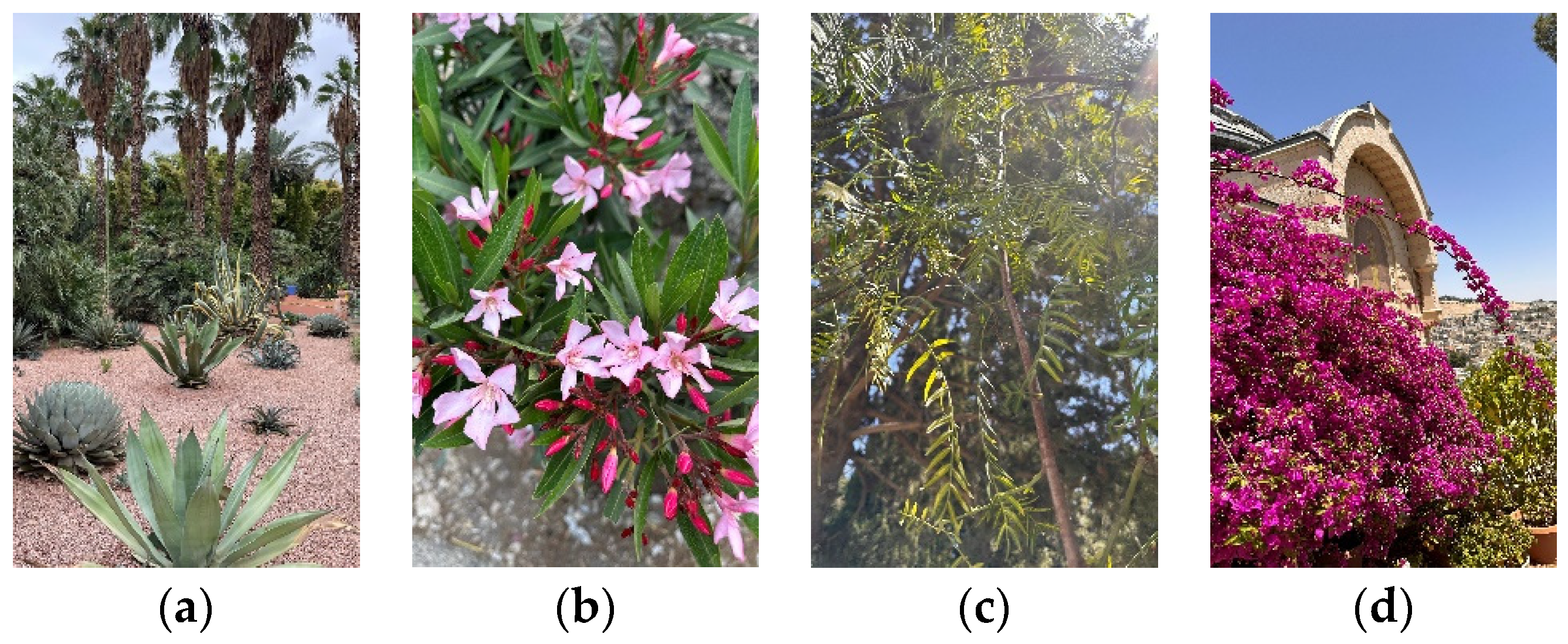 Agronomy 15 00052 g002 Agronomy 15 00052 g002