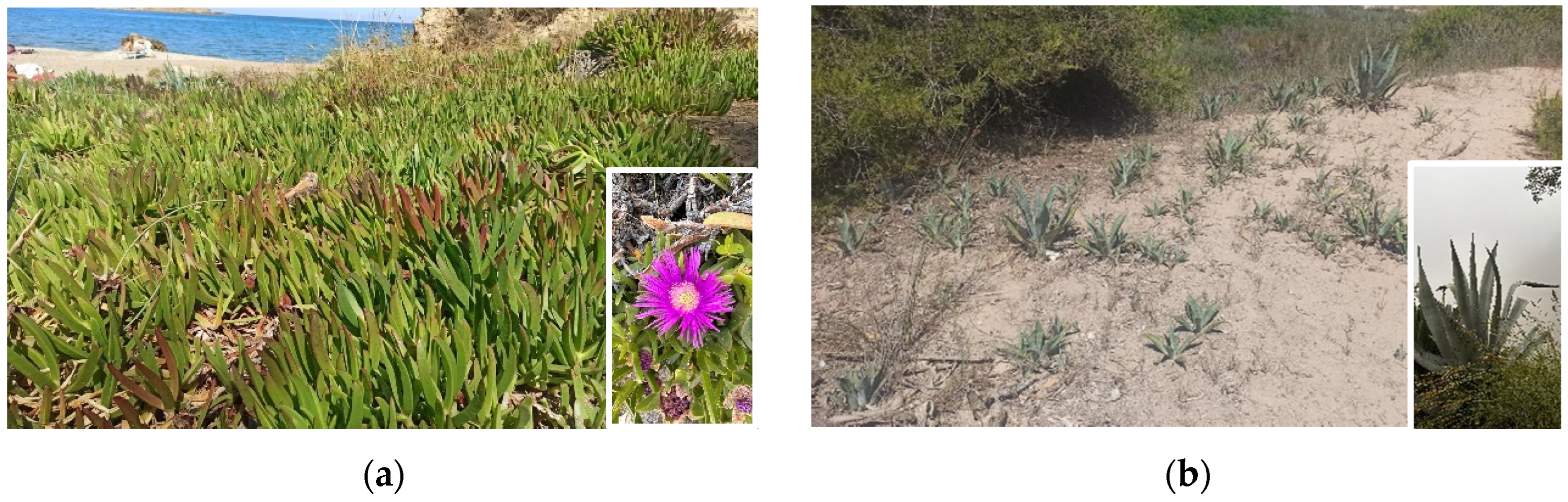 Agronomy 15 00052 g003 Agronomy 15 00052 g003