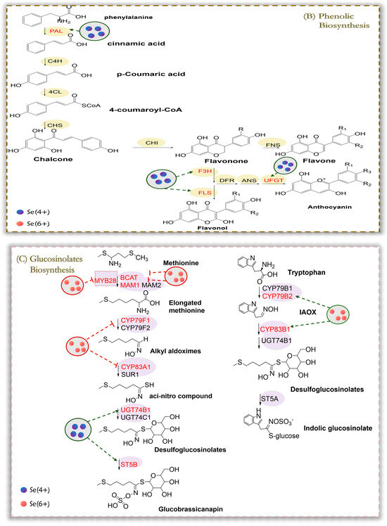 Selenium's Role in Plant Secondary Metabolism: Regulation