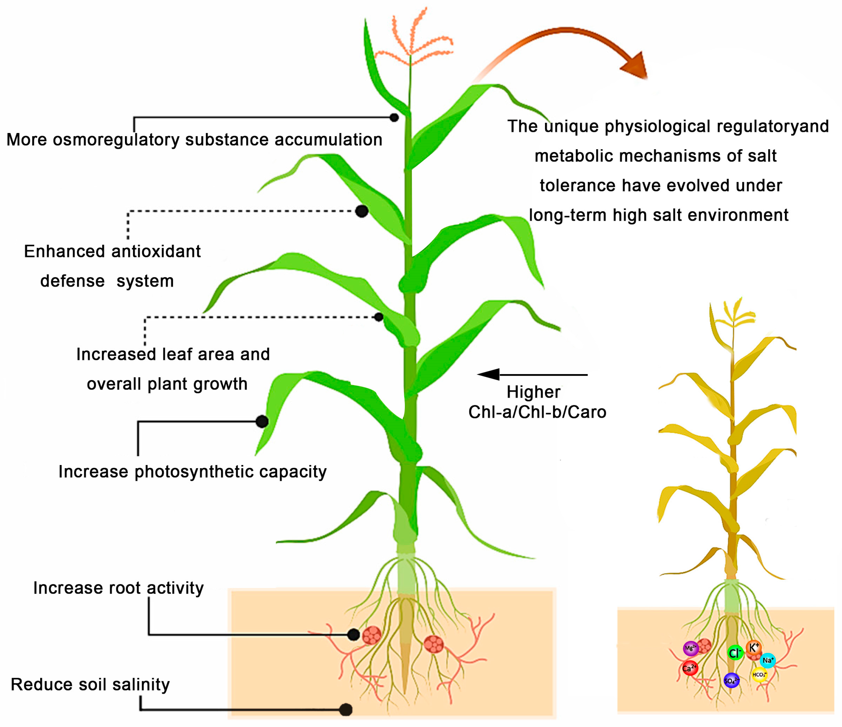 Agronomy 15 00056 g001