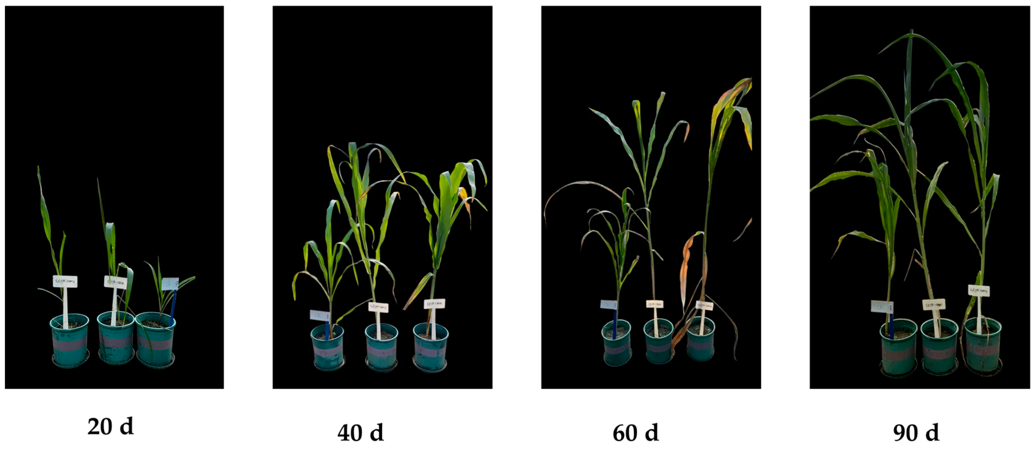 Agronomy 15 00056 g003
