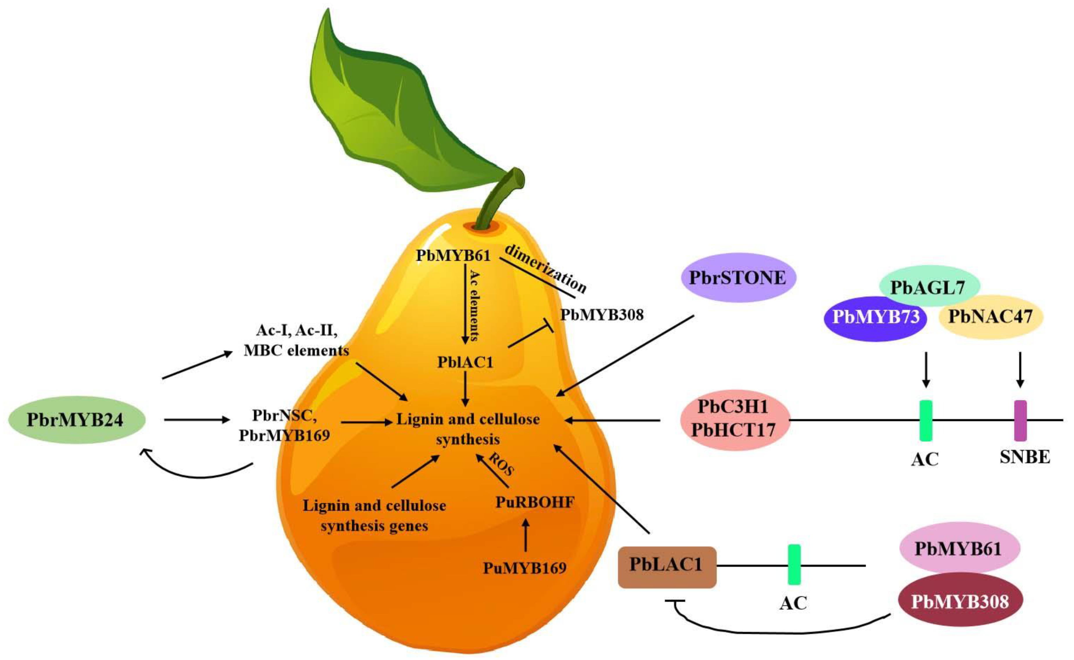 Agronomy 15 00058 g002