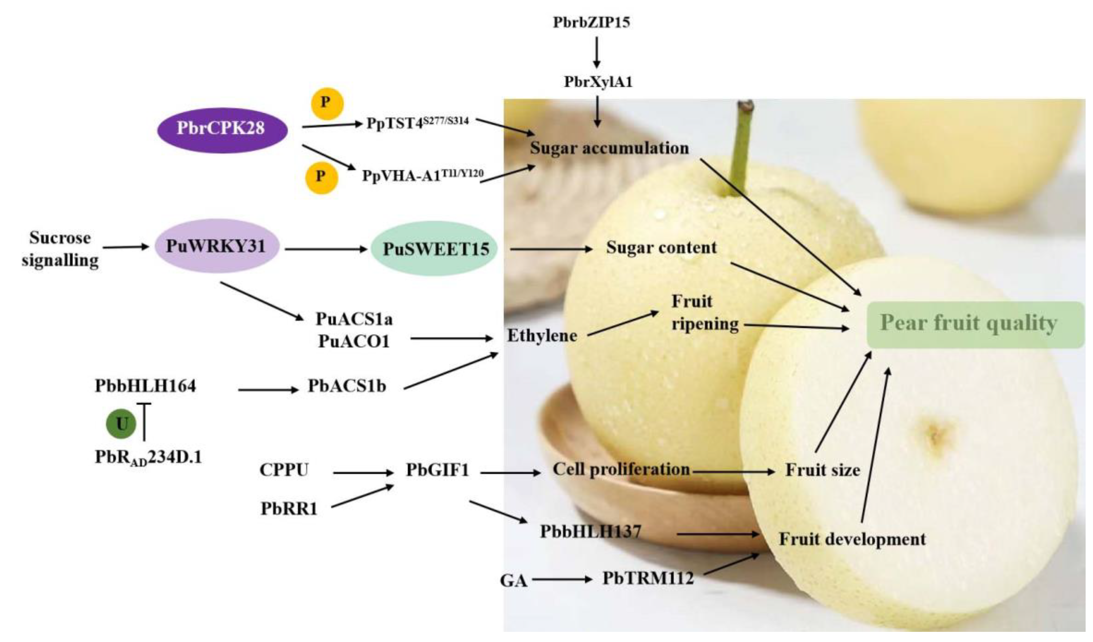 Agronomy 15 00058 g003