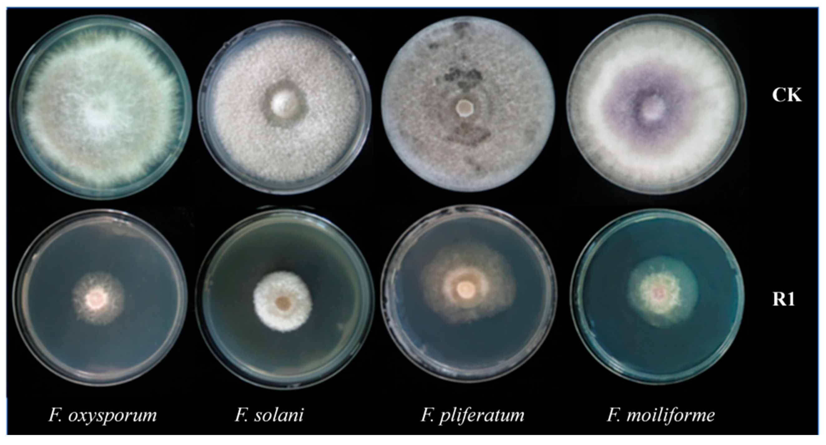 Agronomy 15 00059 g001
