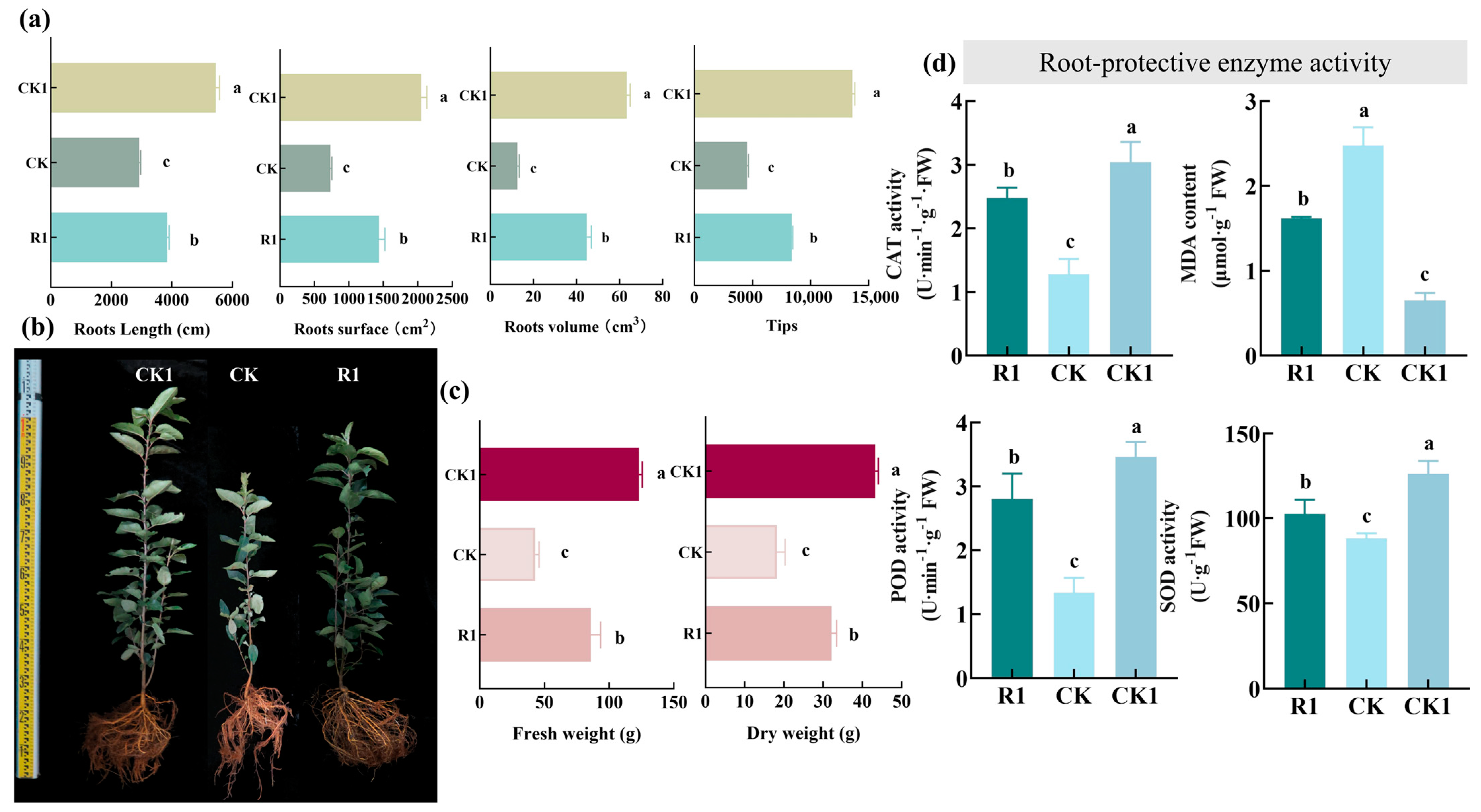 Agronomy 15 00059 g002