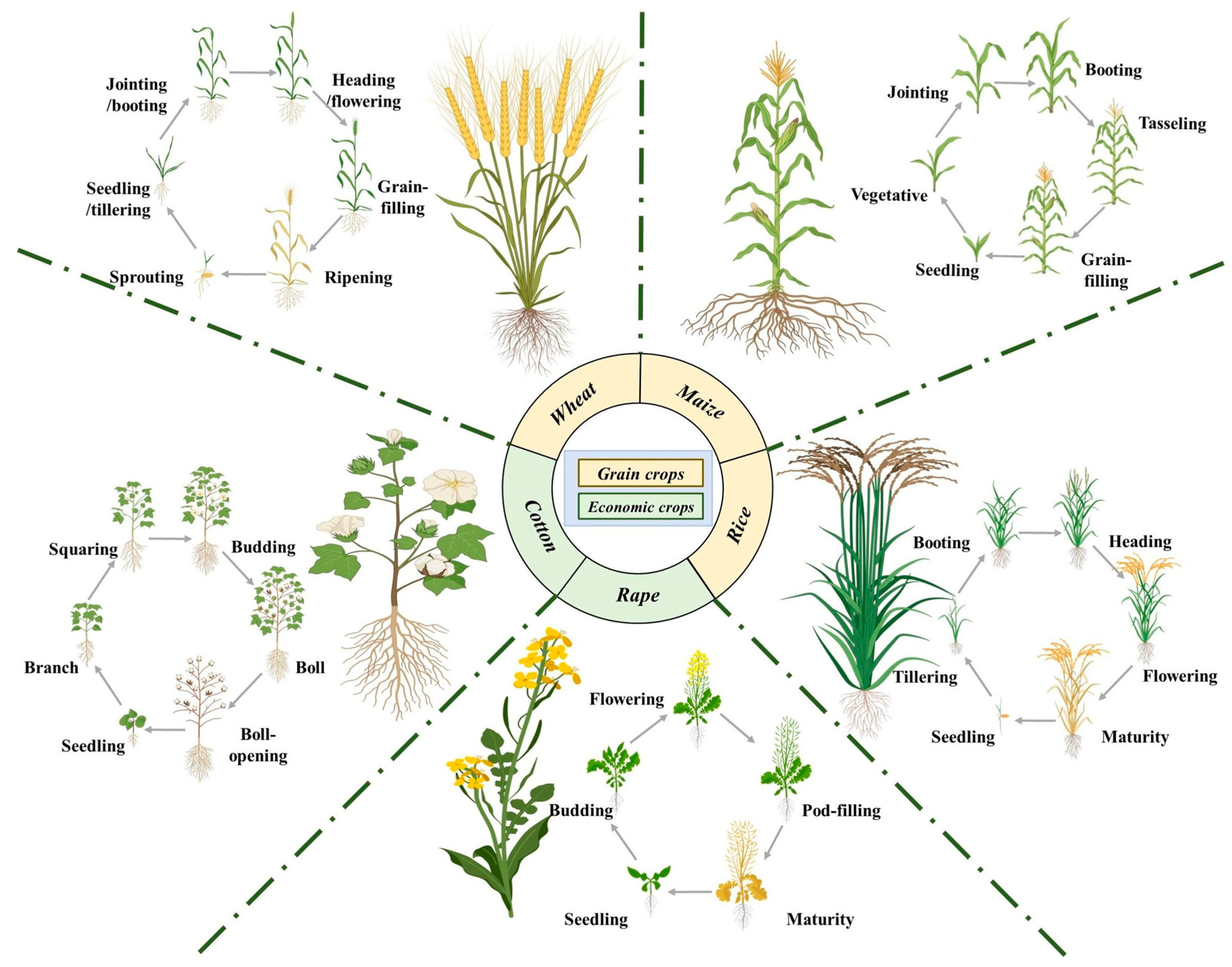 Agronomy 15 00063 g002