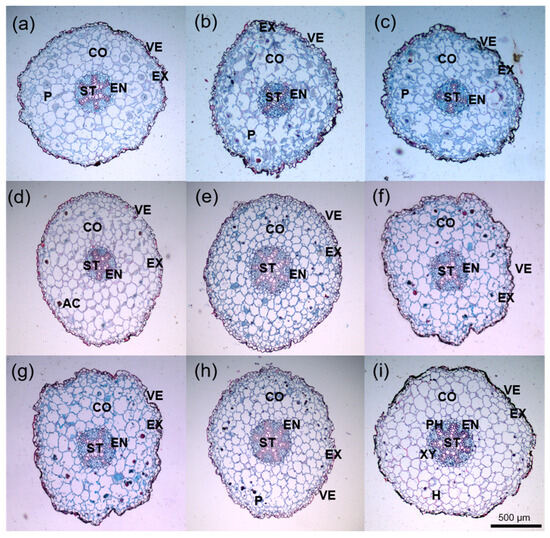 Population Dynamics of Cypripedium macranthos Sw. and Its