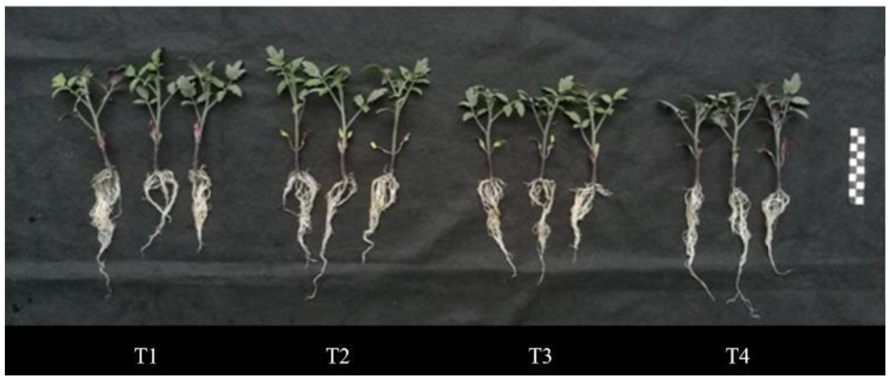 Agronomy 15 00070 g008