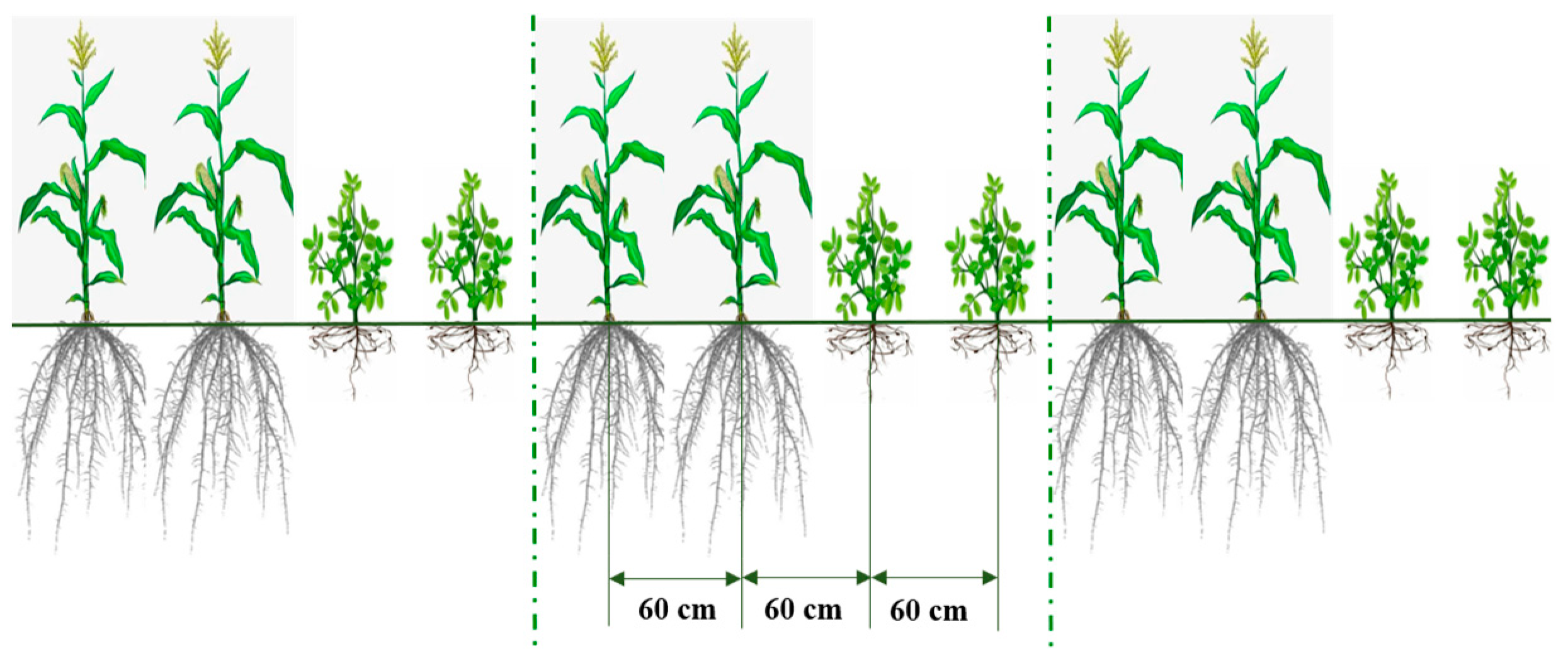 Agronomy 15 00084 g001