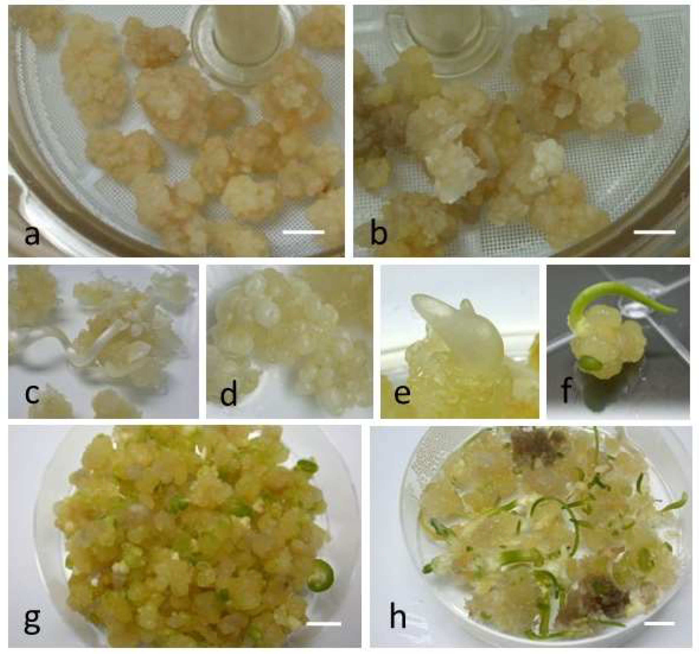 Agronomy 15 00085 g001 Agronomy 15 00085 g001