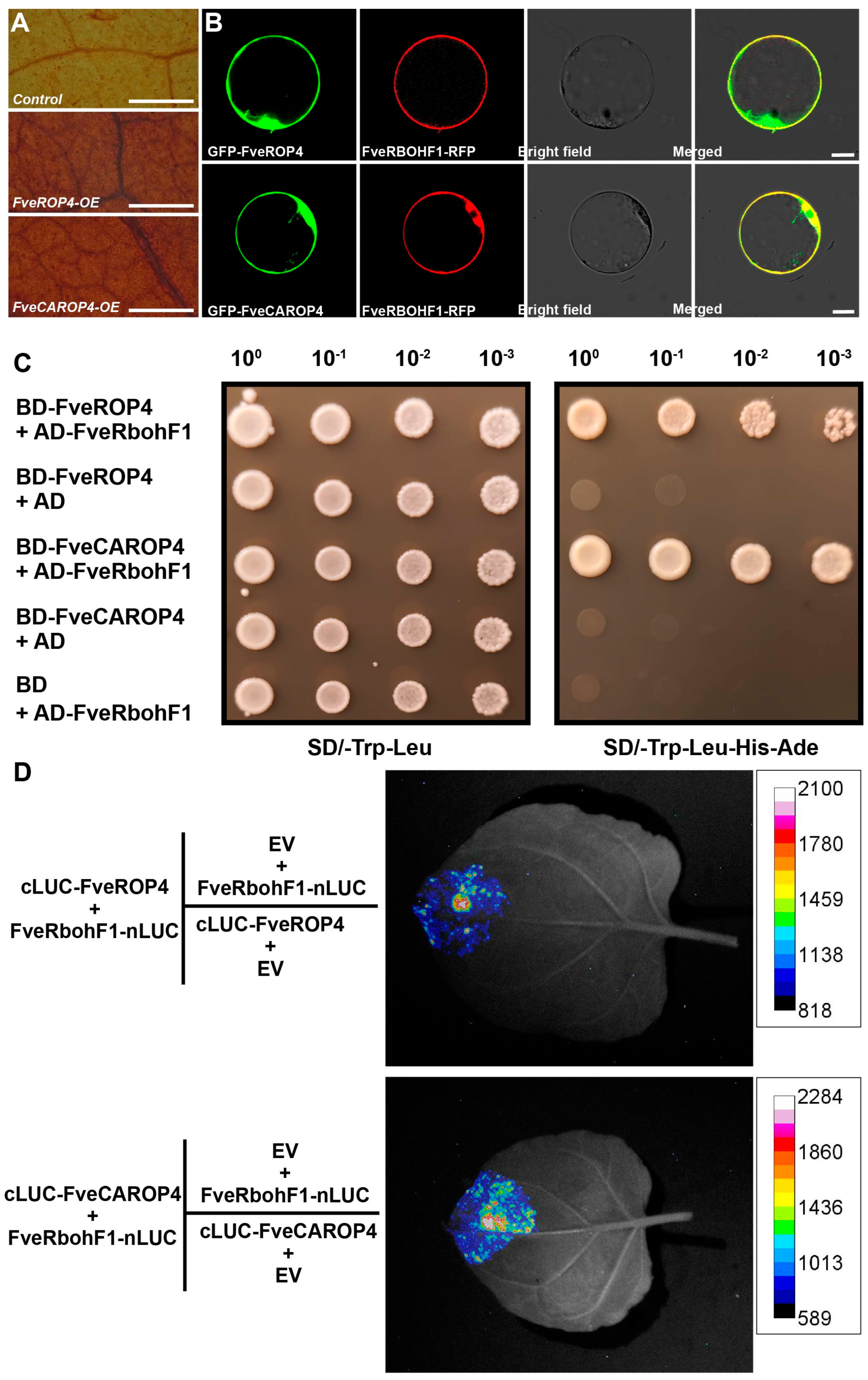 Agronomy 15 00092 g007 Agronomy 15 00092 g007