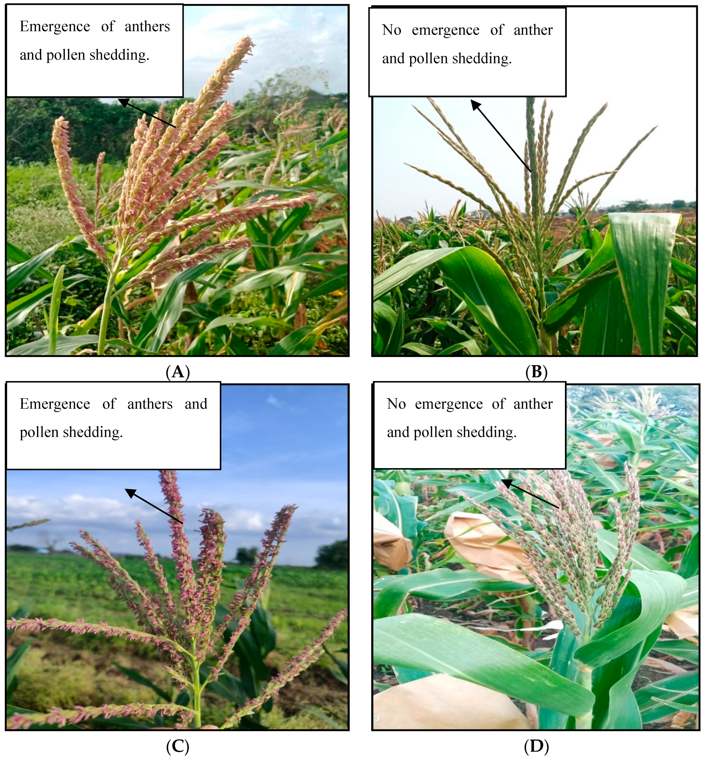 Agronomy 15 00098 g002