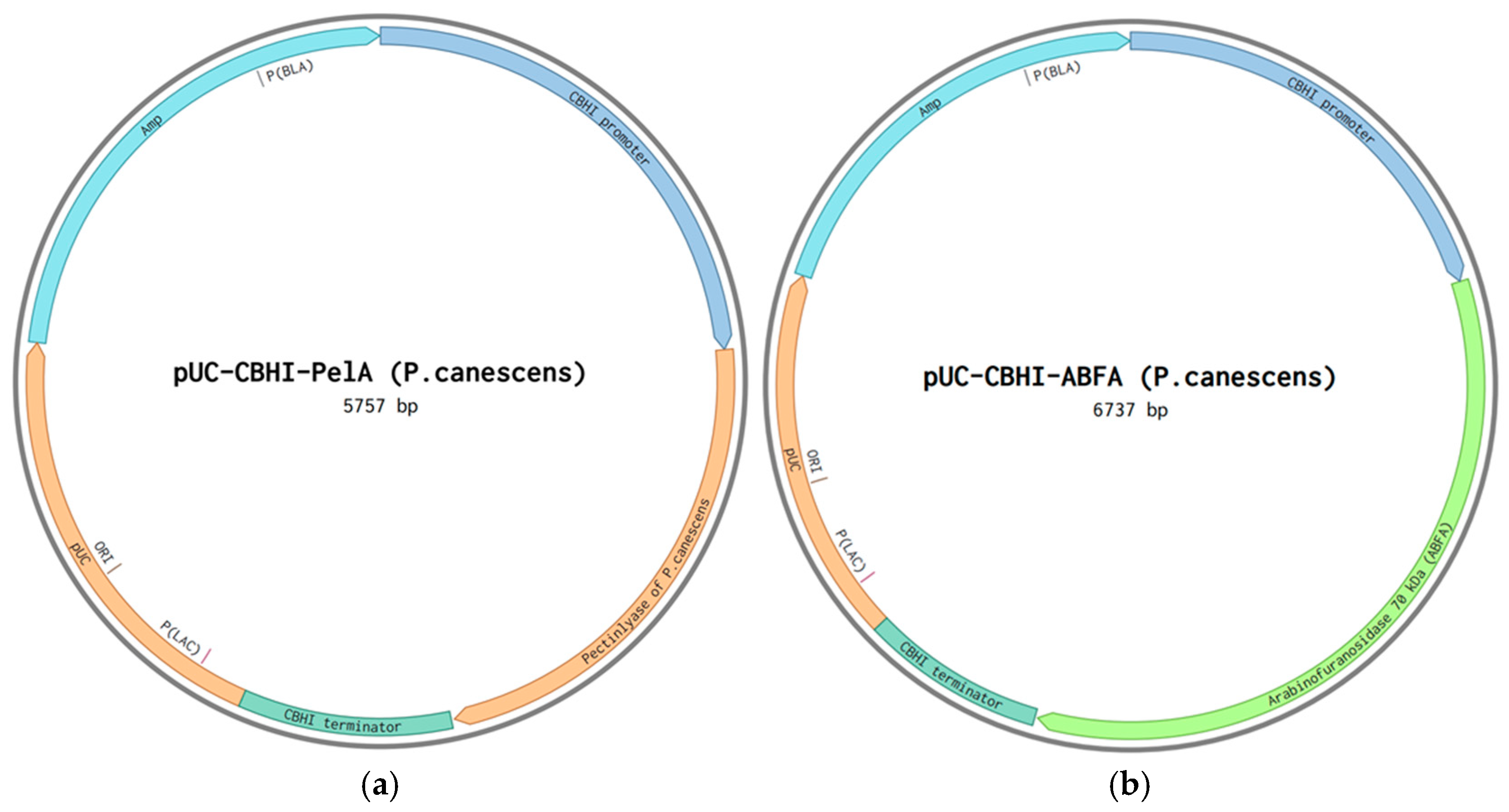 Agronomy 15 00101 g001
