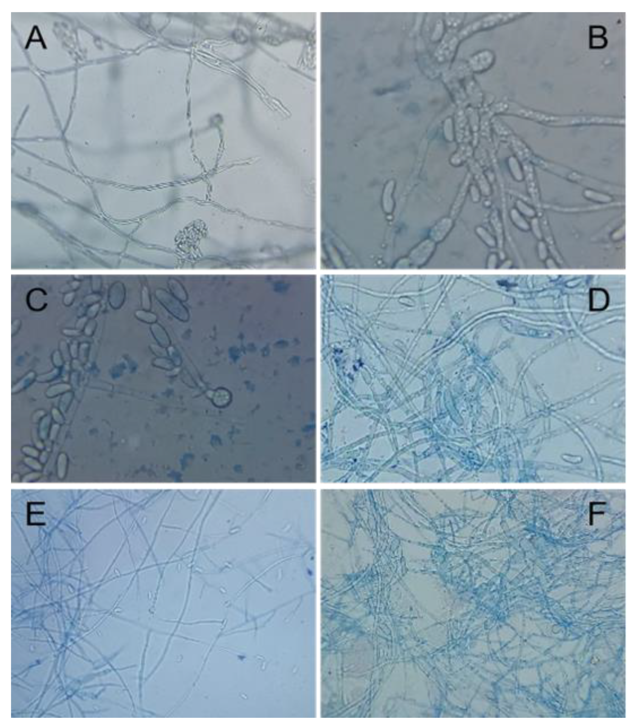 Agronomy 15 00102 g001