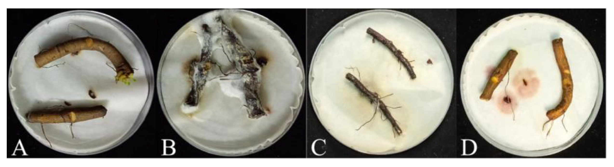 Agronomy 15 00102 g004