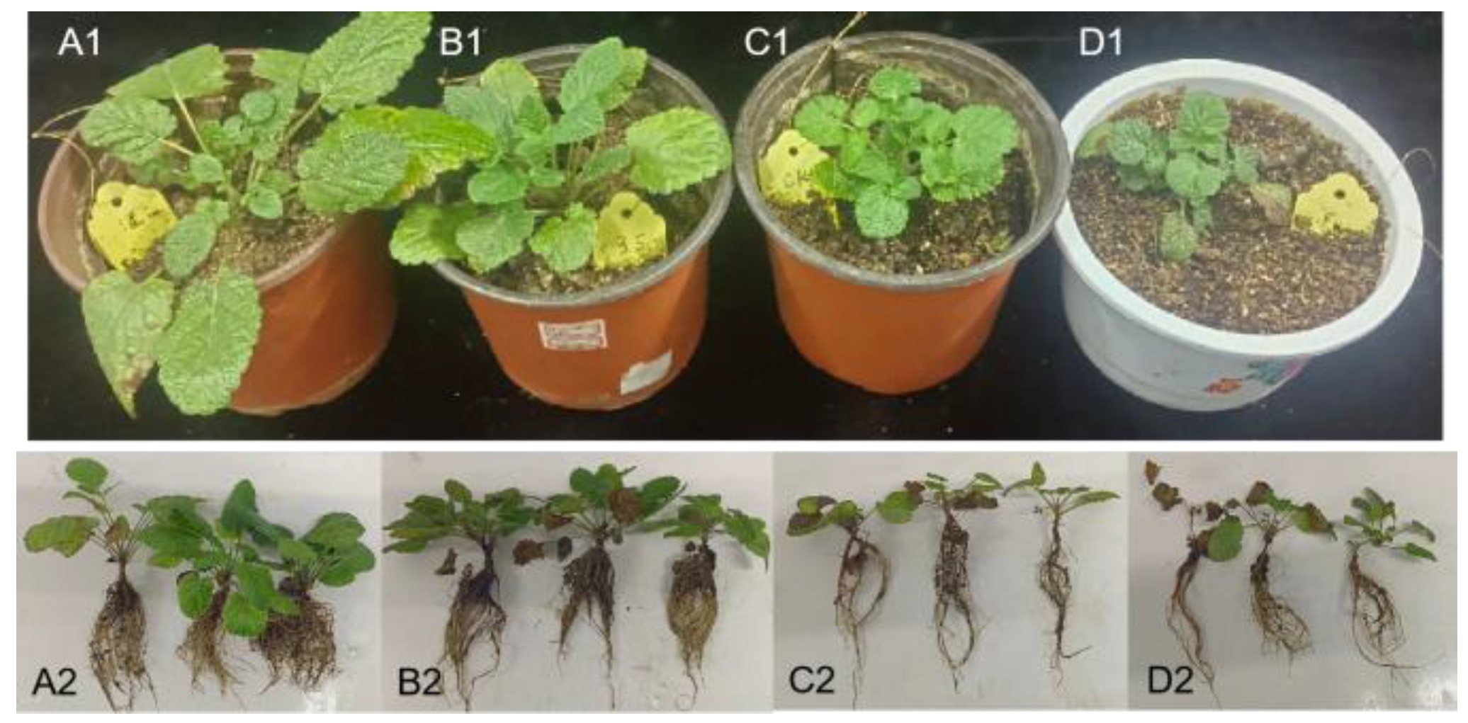 Agronomy 15 00102 g007