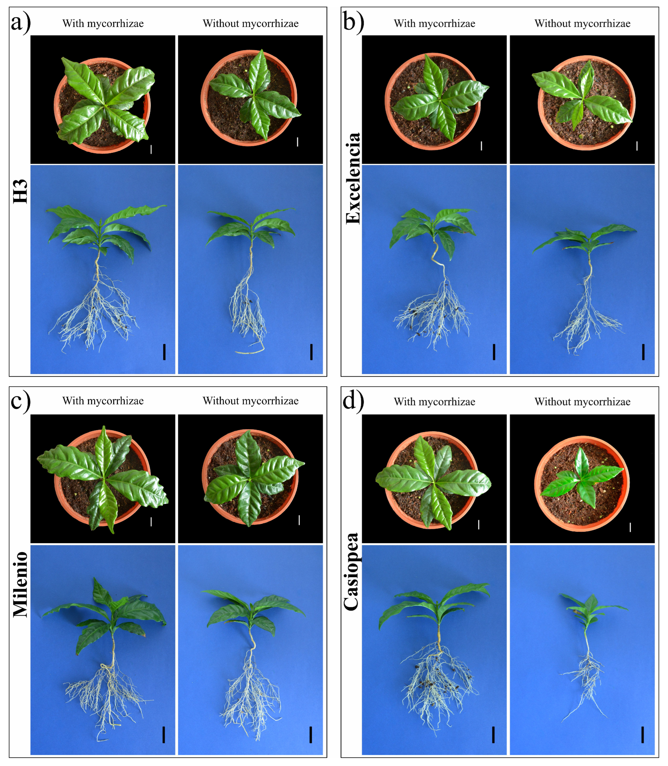 Agronomy 15 00108 g004