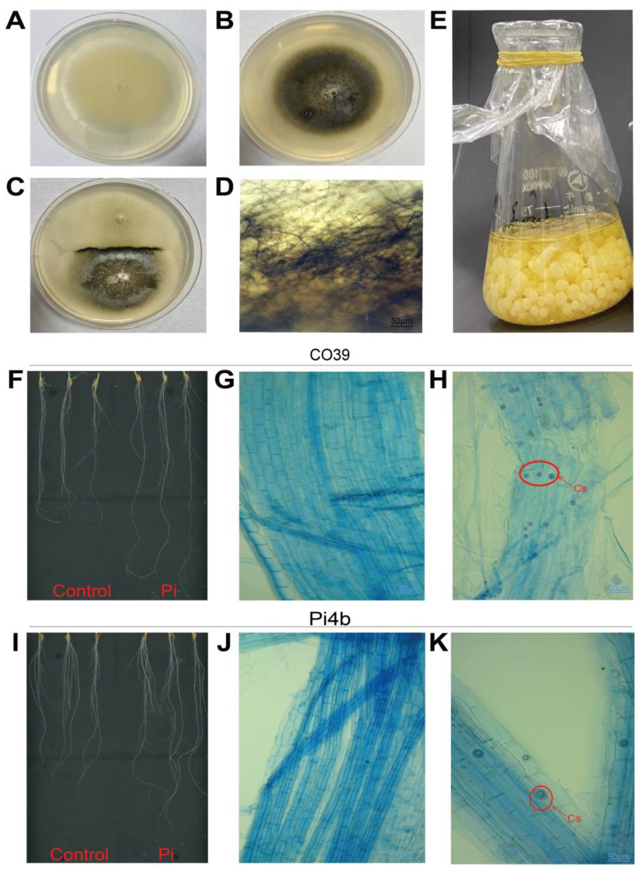 Agronomy 15 00118 g001