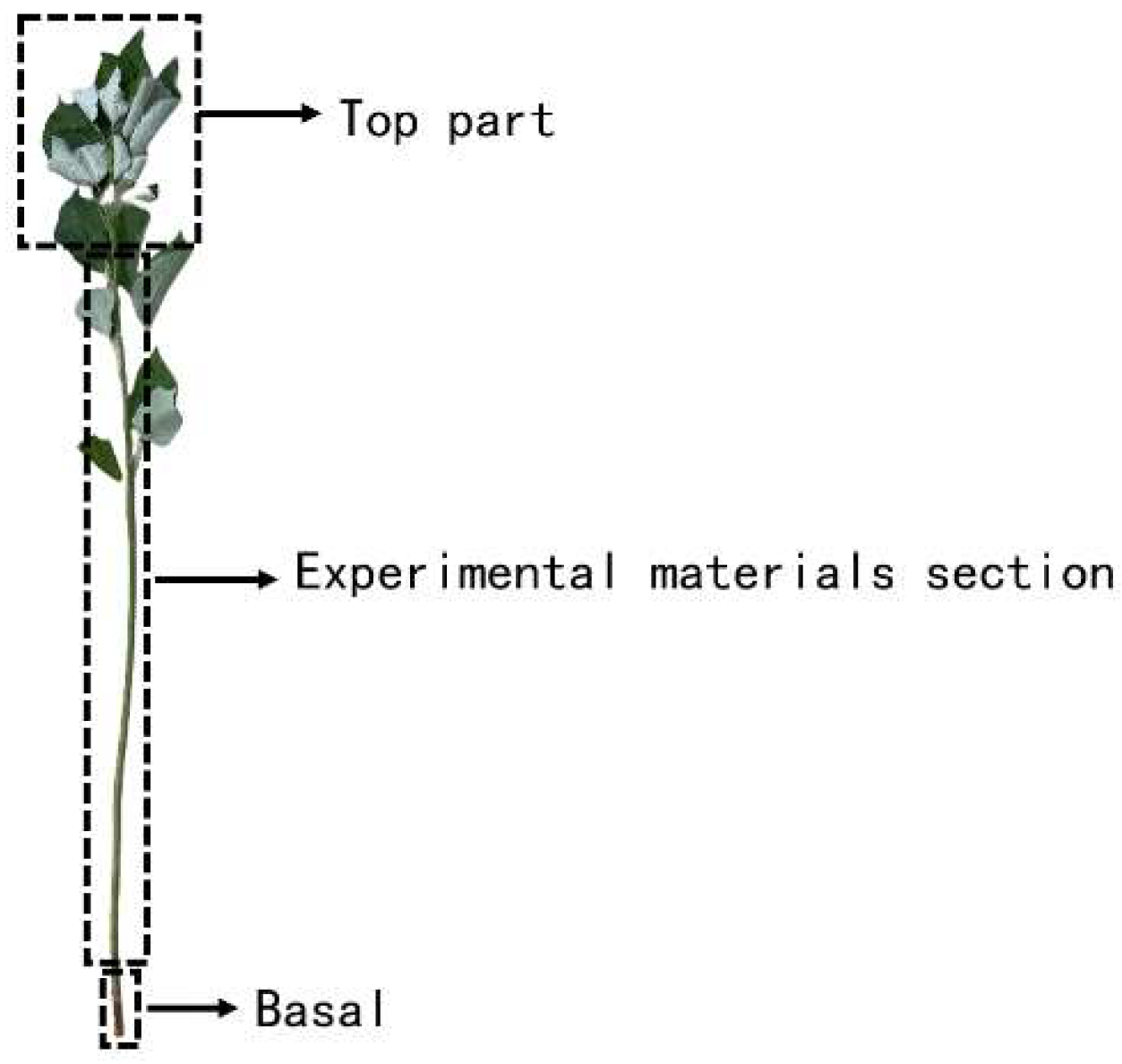 Agronomy 15 00122 g005