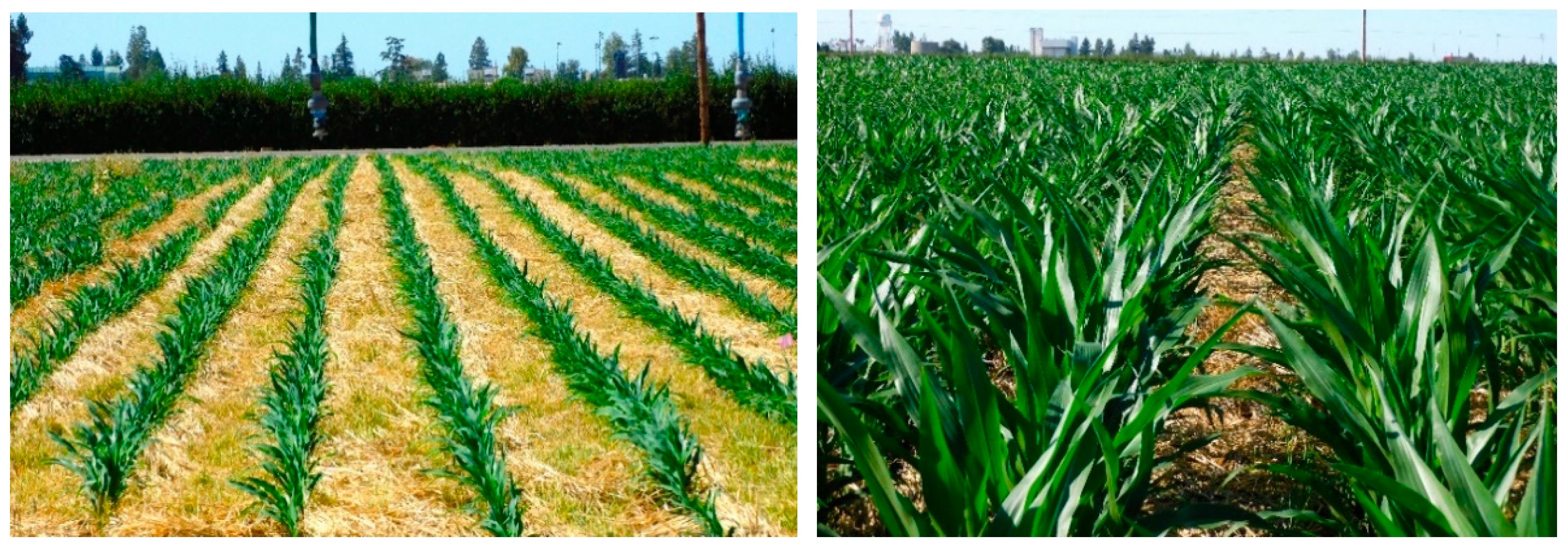 Agronomy 15 00132 g009