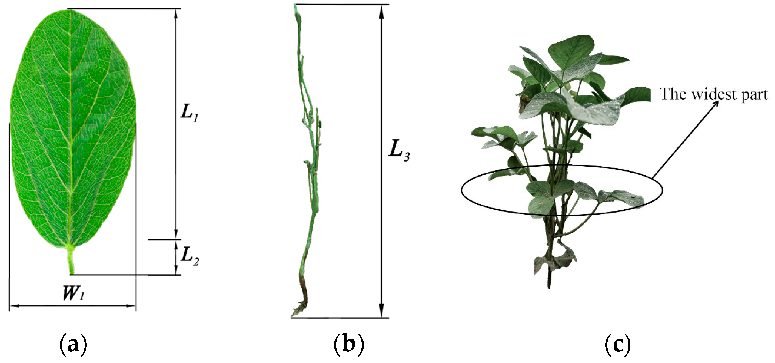 Agronomy 15 00141 g001