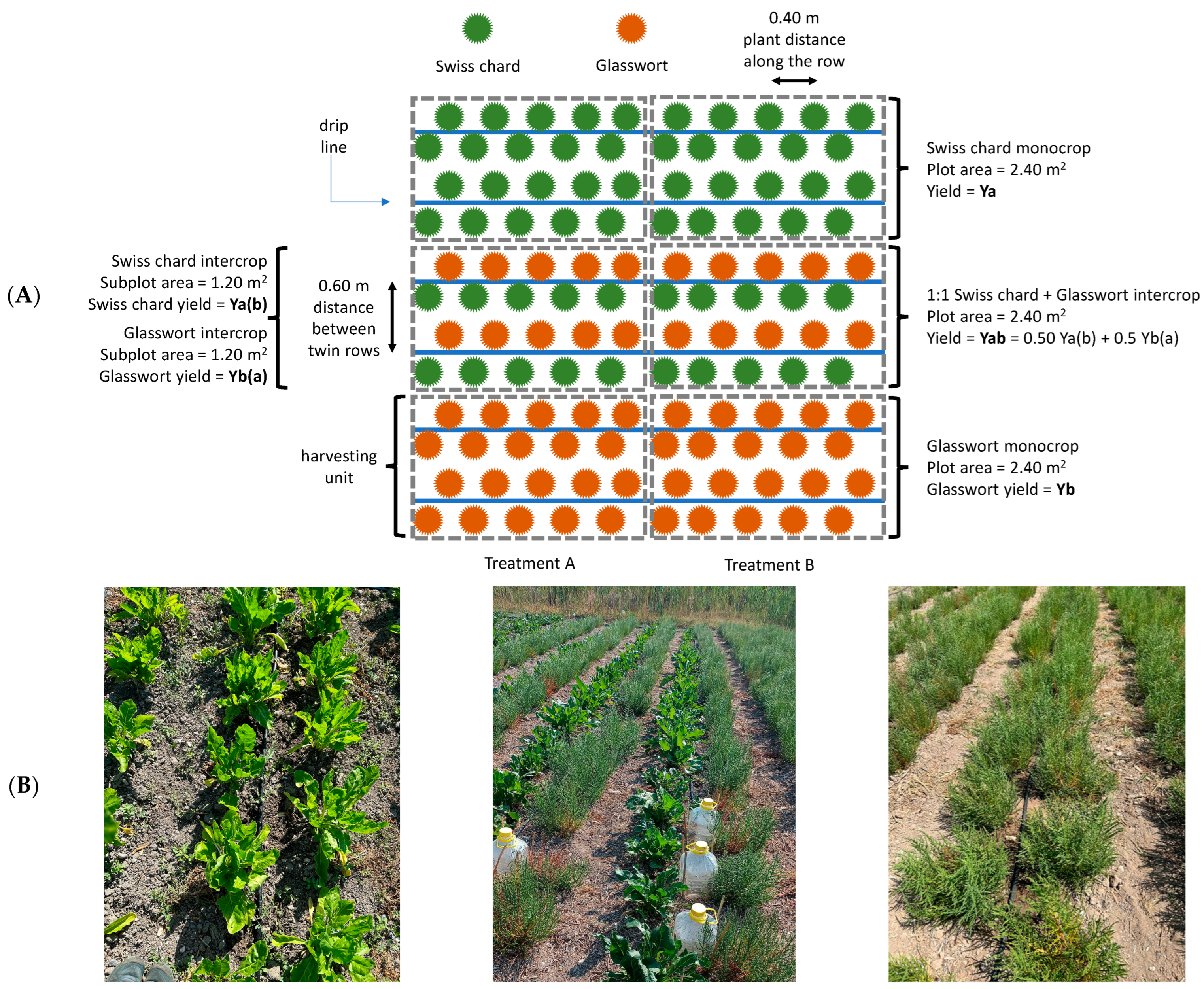 Agronomy 15 00158 g004