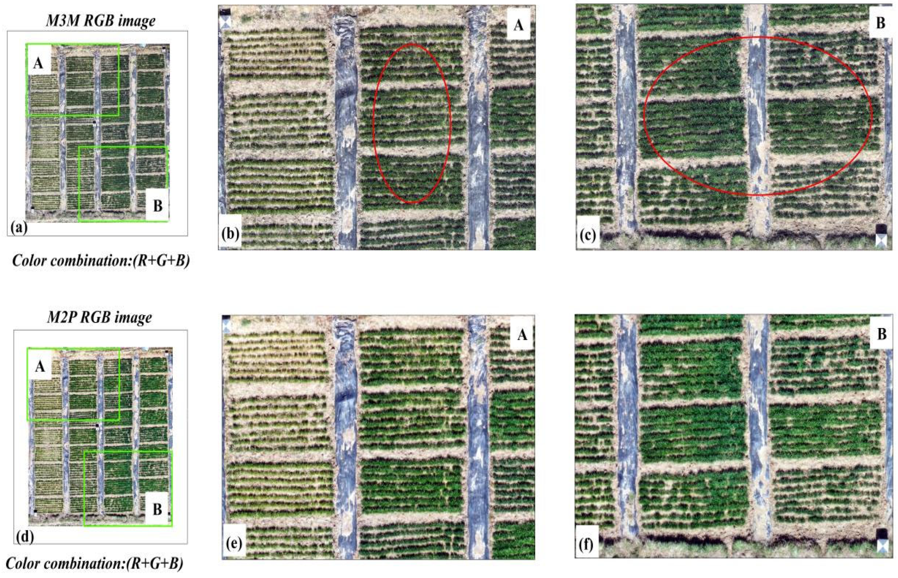 Agronomy 15 00159 g004