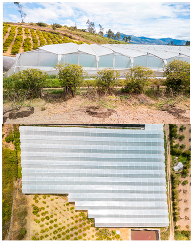 Agronomy 15 00166 i001