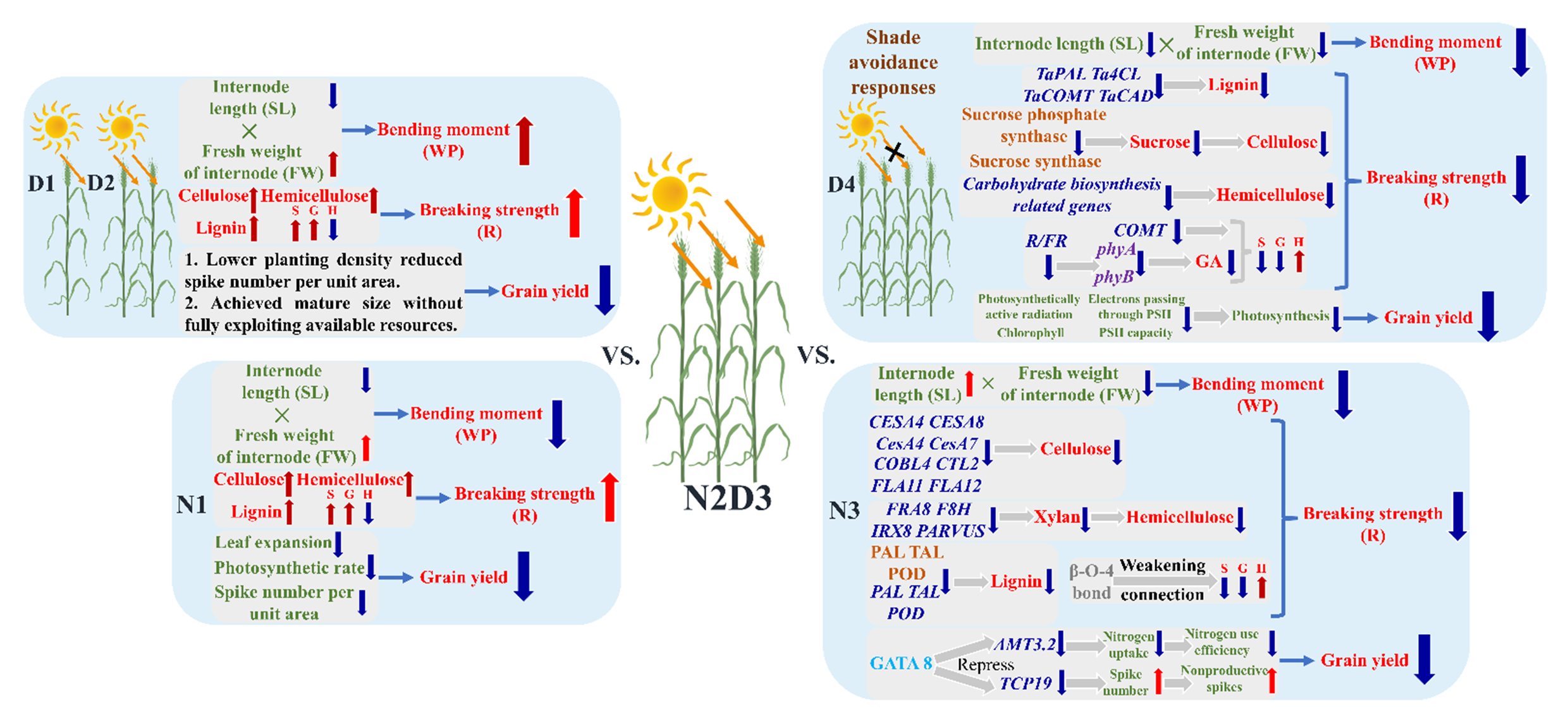 Agronomy 15 00168 g011