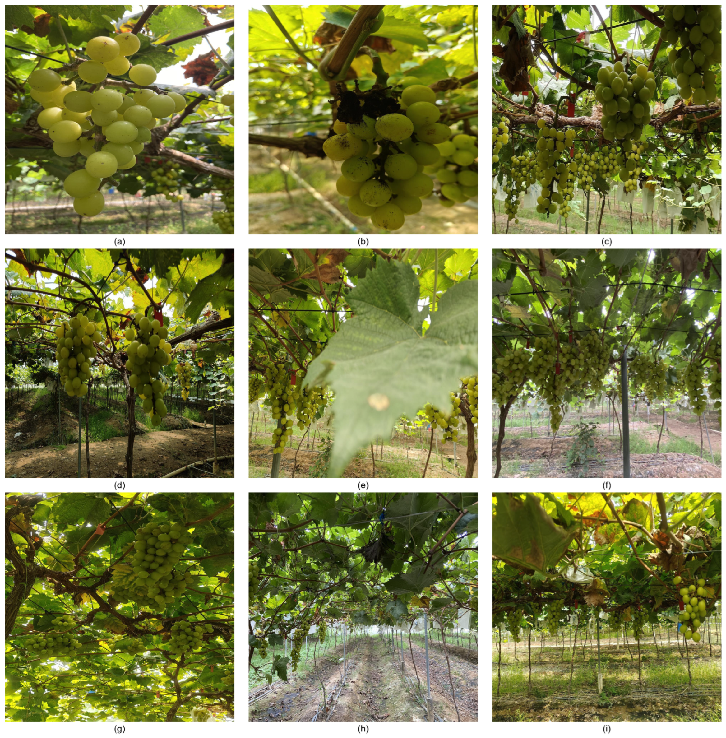 Agronomy 15 00174 g001