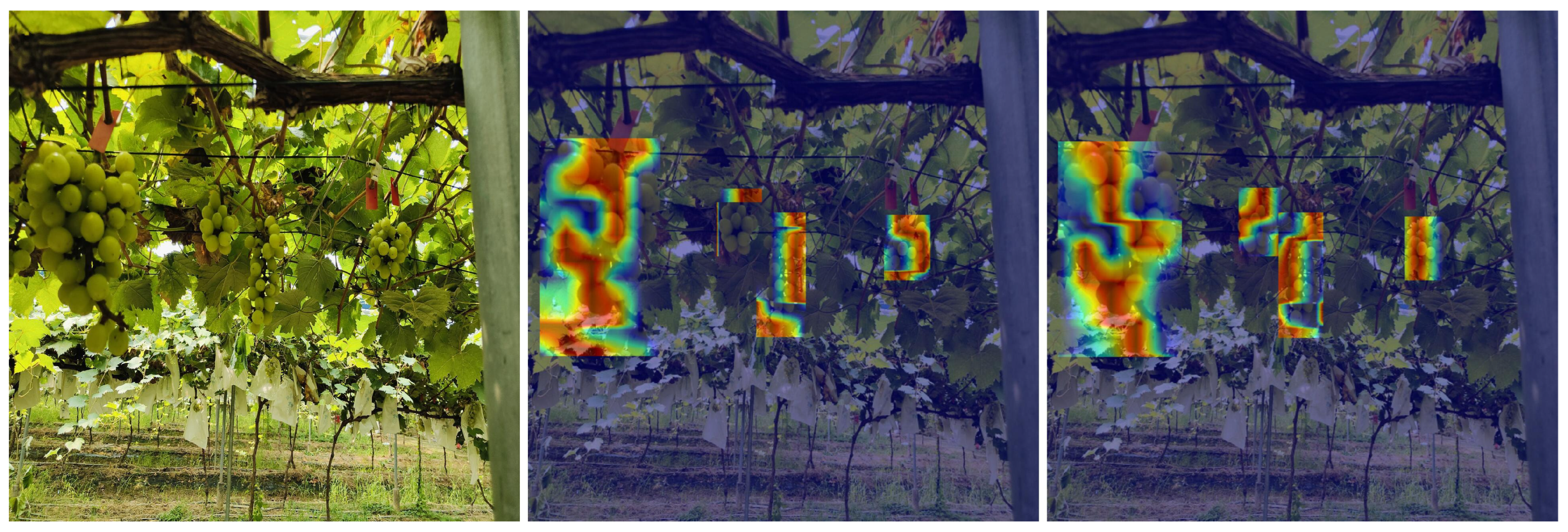 Agronomy 15 00174 g009