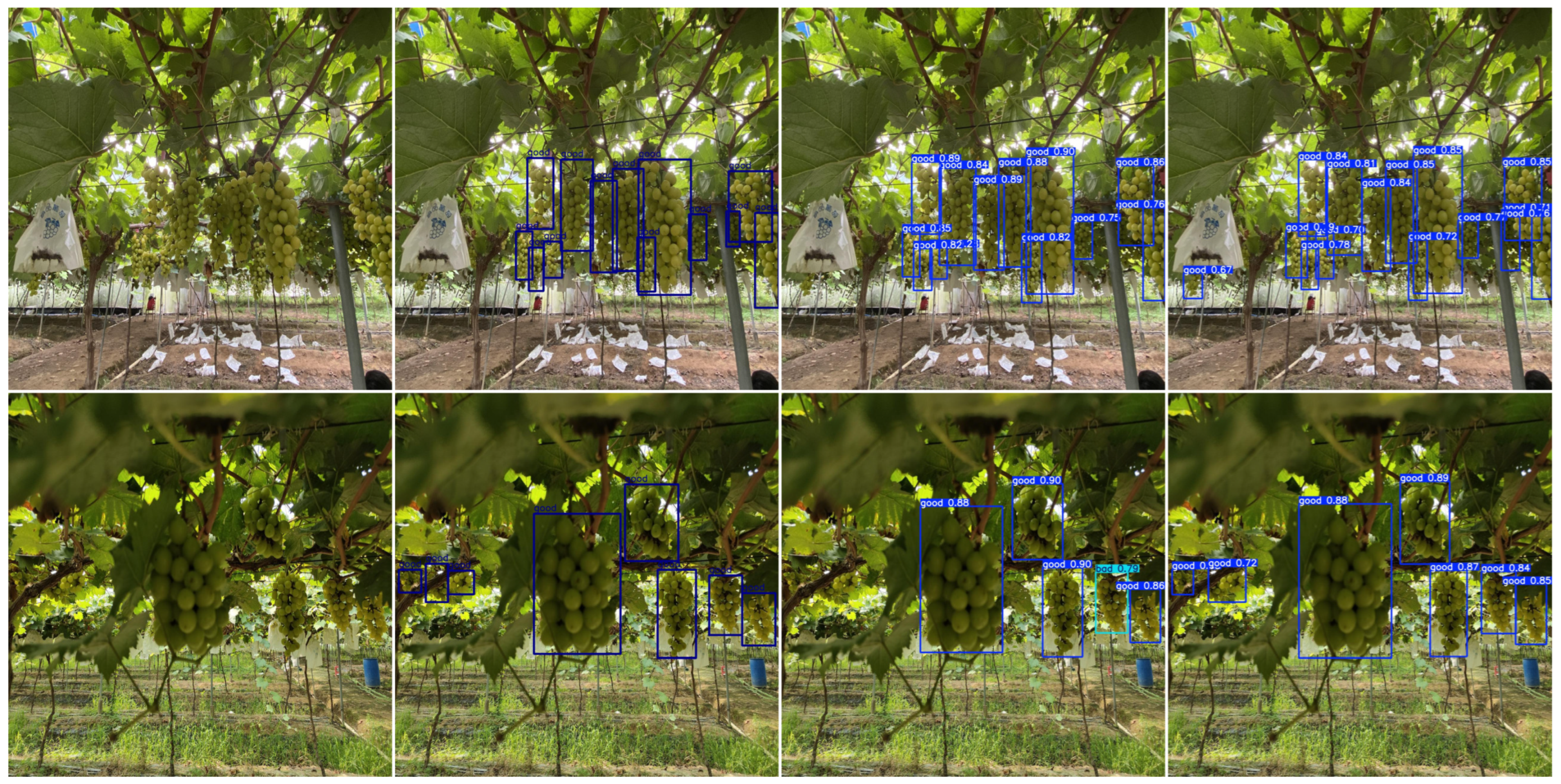 Agronomy 15 00174 g010