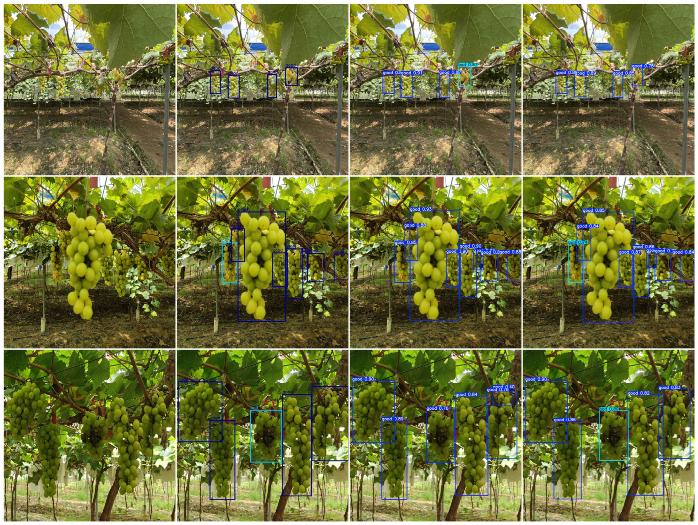 Agronomy 15 00174 g011