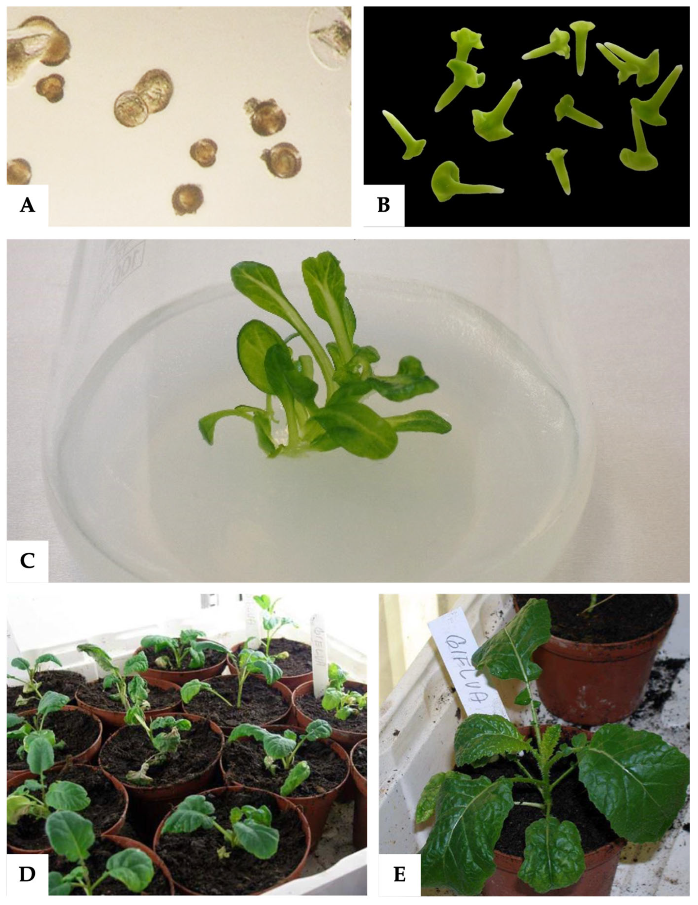 Agronomy 15 00179 g003