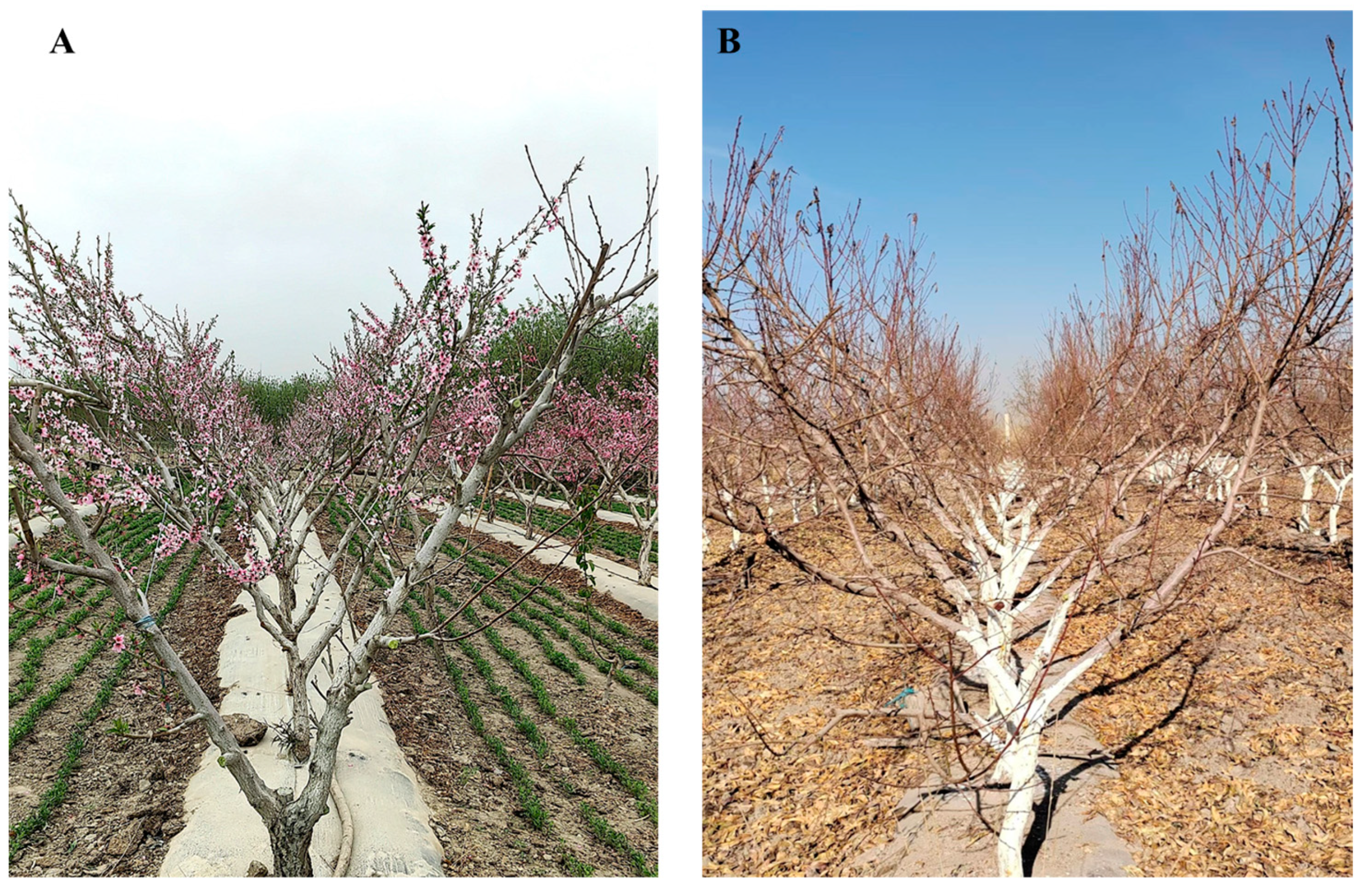 Agronomy 15 00182 g001