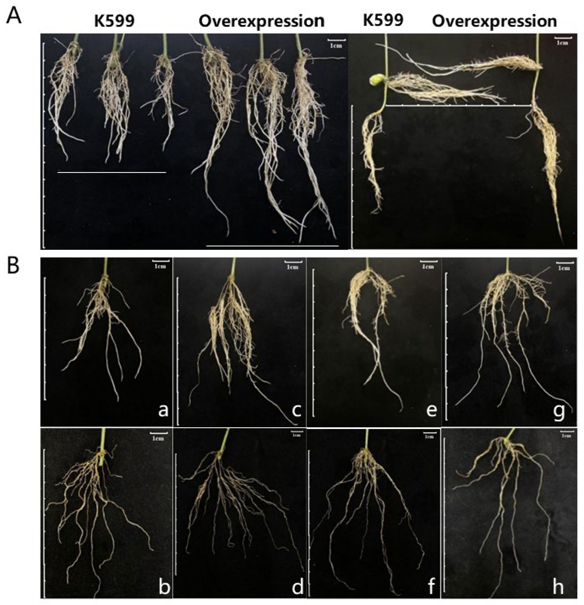 Agronomy 15 00192 g007