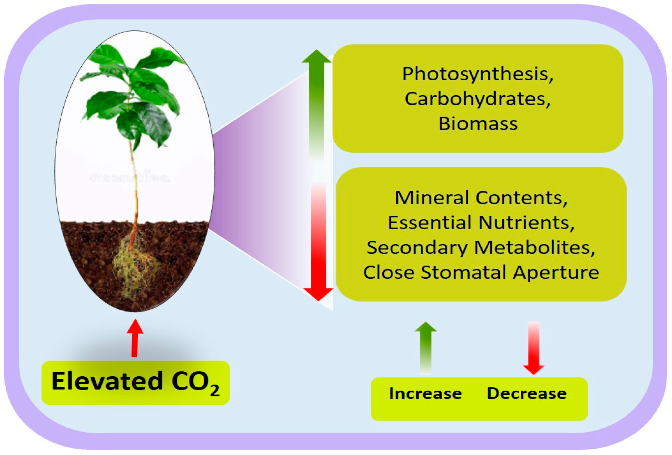 Agronomy 15 00202 g001