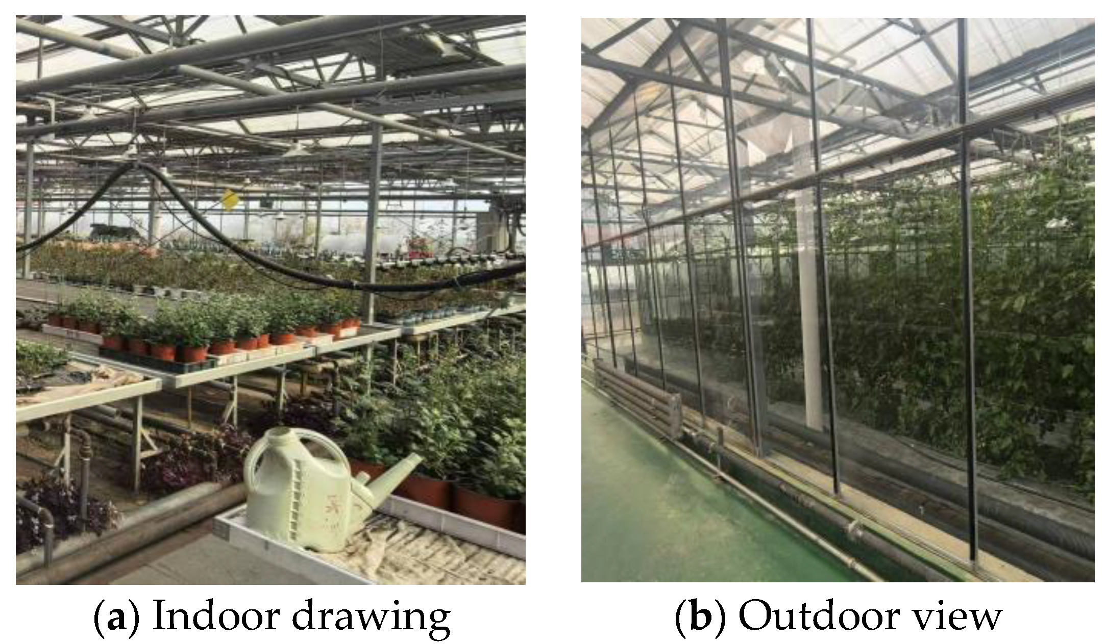 Agronomy 15 00204 g001