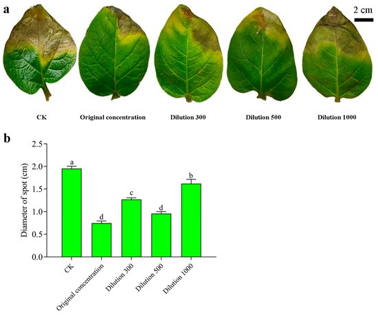Analysis of the Control Effect of Bacillus amyloliquefaciens
