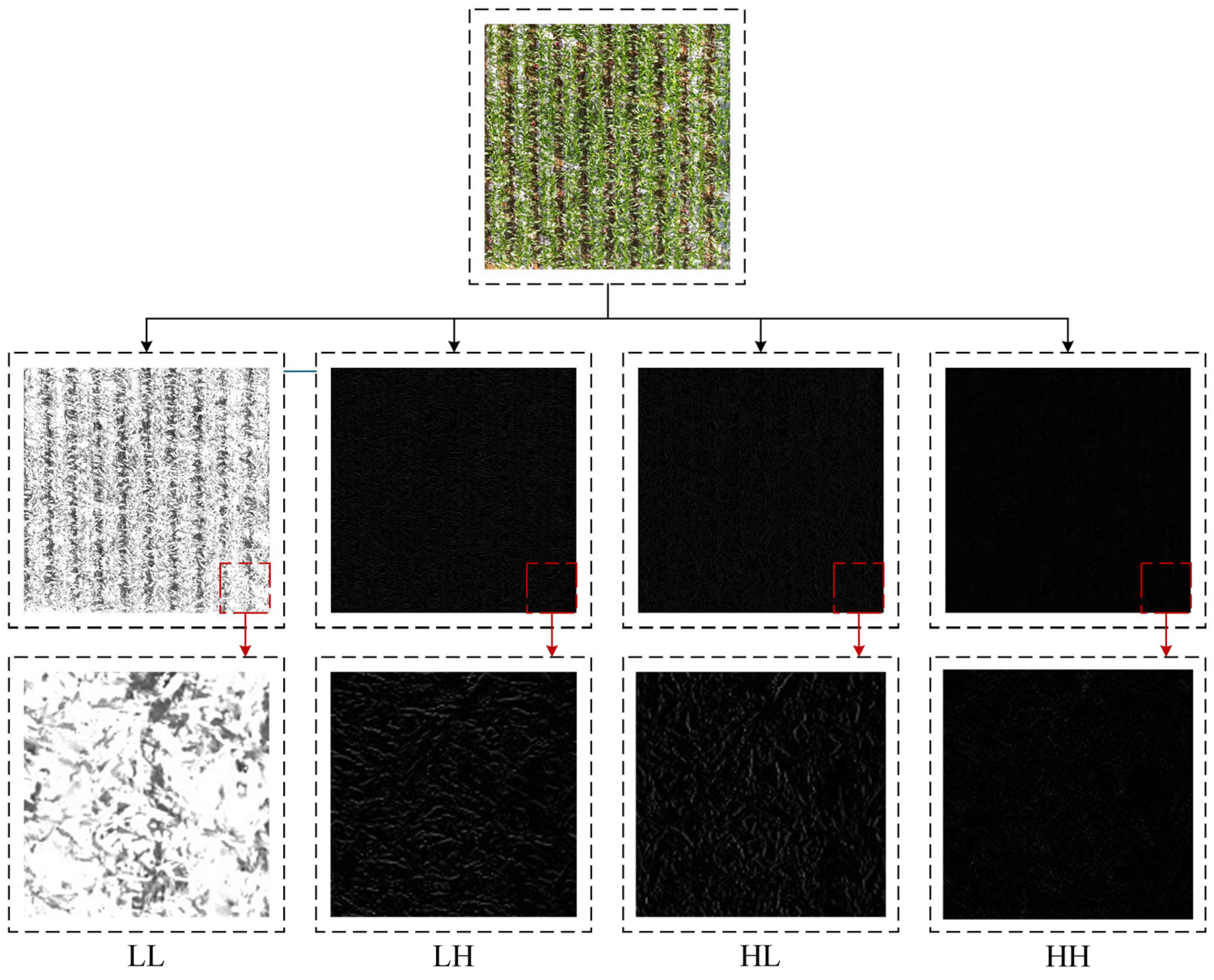 Agronomy 15 00212 g011
