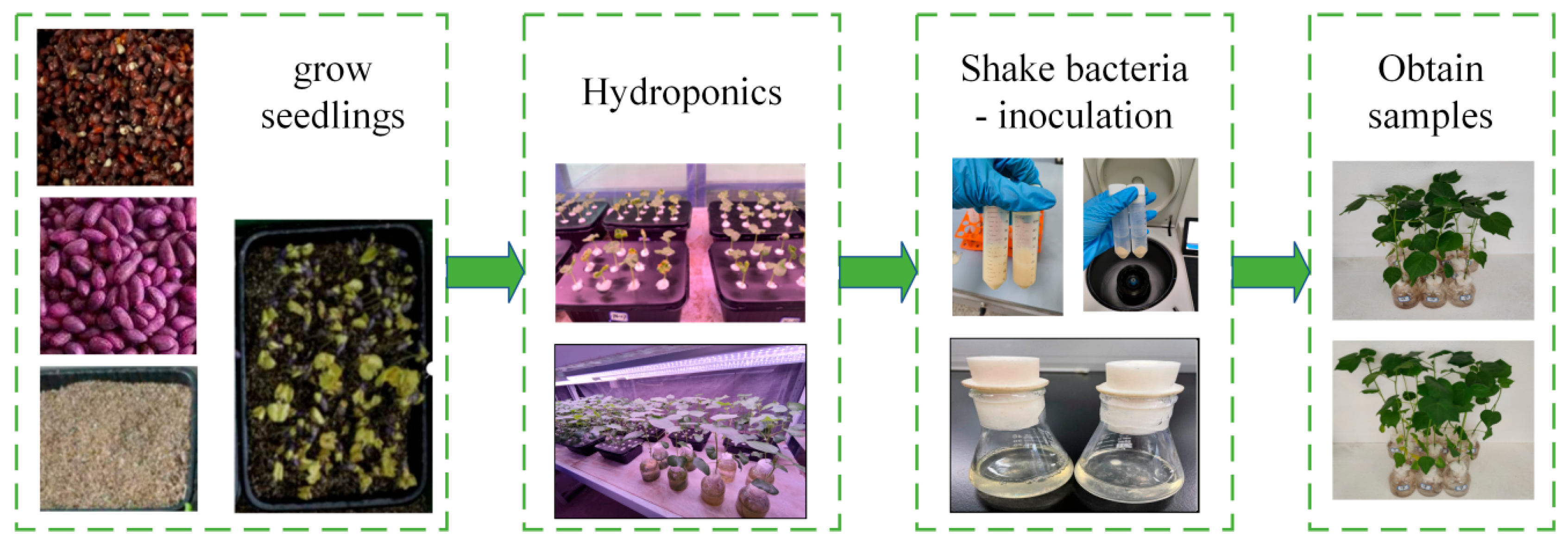 Agronomy 15 00213 g001